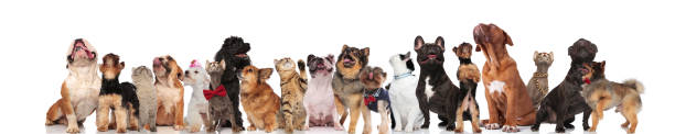 istock many adorable curious cats and dogs look up 1034236148