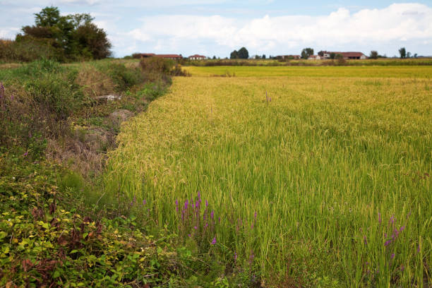 istock Italian rice field in summer 1034236292