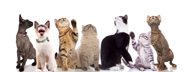 istock group of seven cute cats looking up 1034236436