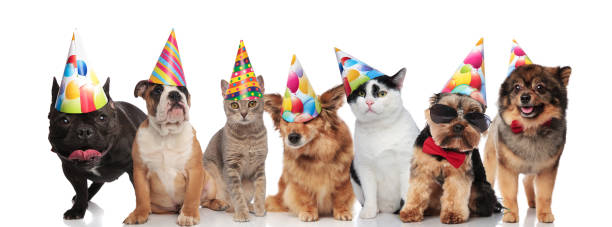 team of seven happy pets wearing colorful birthday hats team of seven happy cats and dogs wearing colorful birthday hats while standing, sitting and lying on white background panting photos stock pictures, royalty-free photos & images