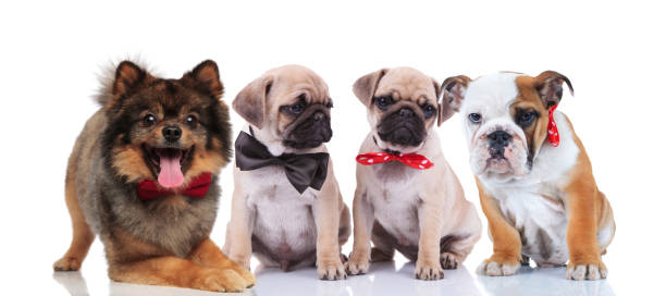 istock four happy stylish dogs on white background 1034236520