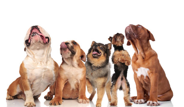 kuvapankkikuvat ja rojaltivapaat kuvat aiheesta viisi suloista koiraa panting ja katso ylös - bordeaux dog