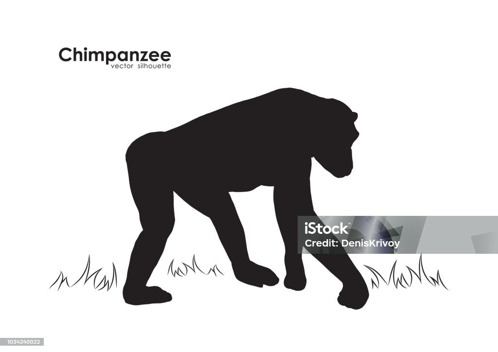Vector illustration: Silhouette of Monkey Chimpanzee on white background. Vector illustration: Silhouette of Monkey Chimpanzee on white background Chimpanzee stock vector
