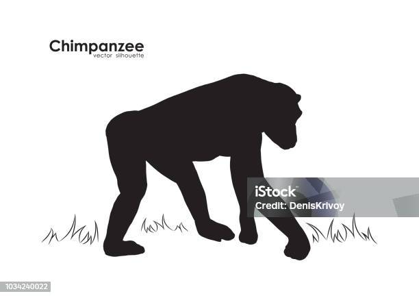 Vector Illustration Silhouette Of Monkey Chimpanzee On White Background Stock Illustration - Download Image Now