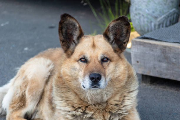 istock Dog with big ears 1034248424