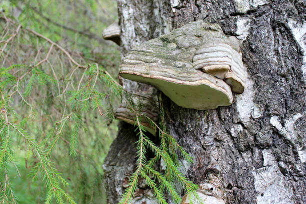 istock Chaga mushroom in the summer forest 1034253406