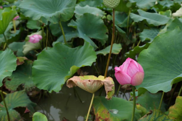 istock Lotus flower70 1034253450