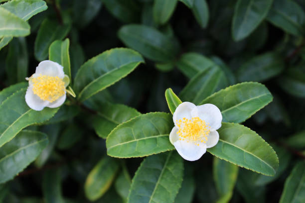 Japanese green tea flower Japanese green tea flower camellia sinensis photos stock pictures, royalty-free photos & images