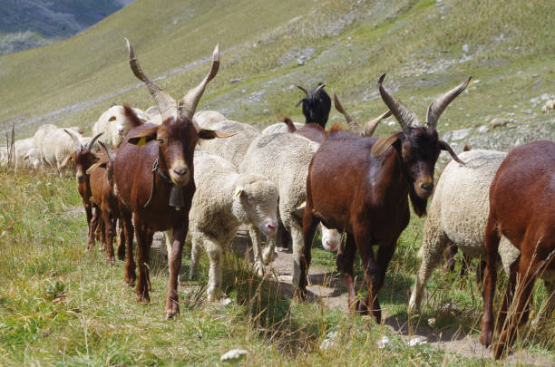 istock Free goat and sheep herd in the Alps 1034253676