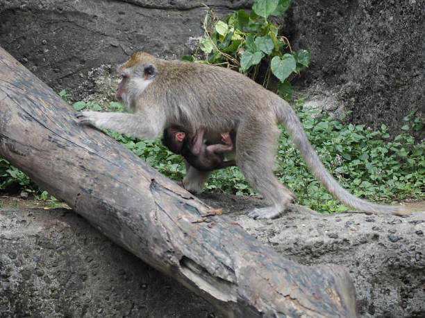 istock Small family of macaques in Bali 1034257156