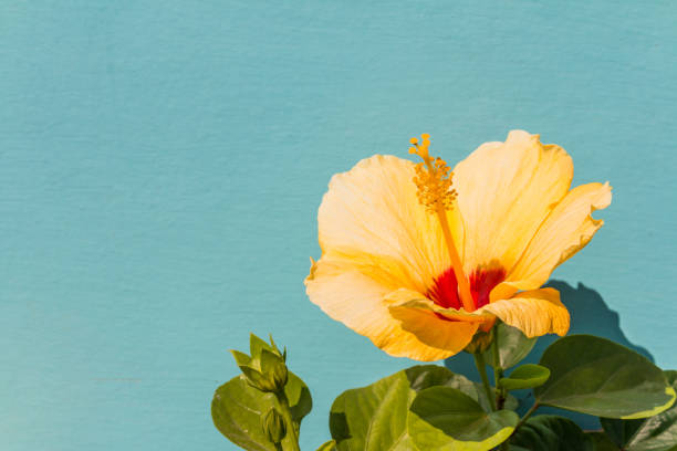 Closeup of Yellow Hibiscus