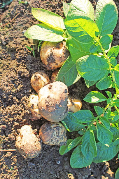 istock Potatoes in the field 1034261606