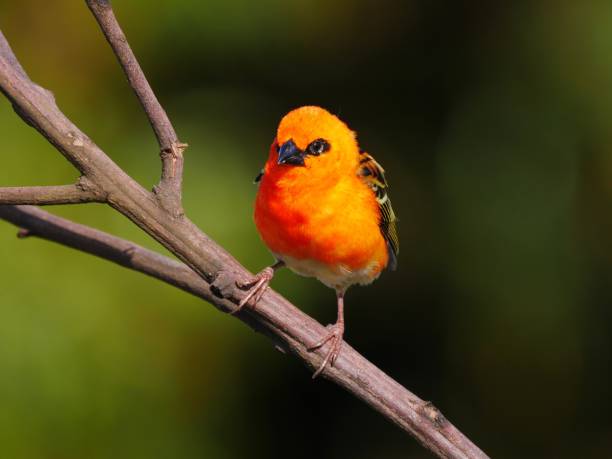istock Red Fody bird perching 1034261970