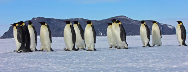 Emperor Penguins on the march - Antarctica stock photo