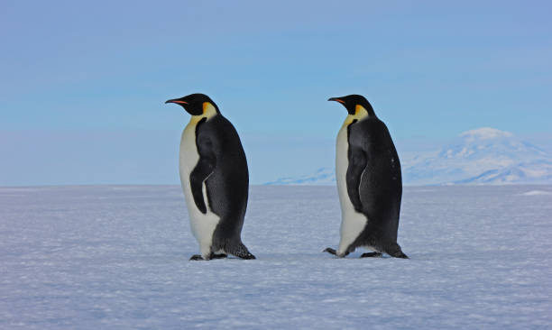 istock On a Mission - Emperor Penguins - Antarcitca 1034262082