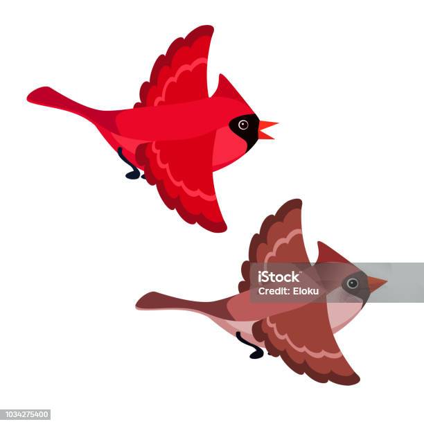 Cardinaux Vol Isolés Sur Fond Blanc Vecteurs libres de droits et plus d'images vectorielles de Cardinal - Oiseau - Cardinal - Oiseau, Voler, Activité avec mouvement