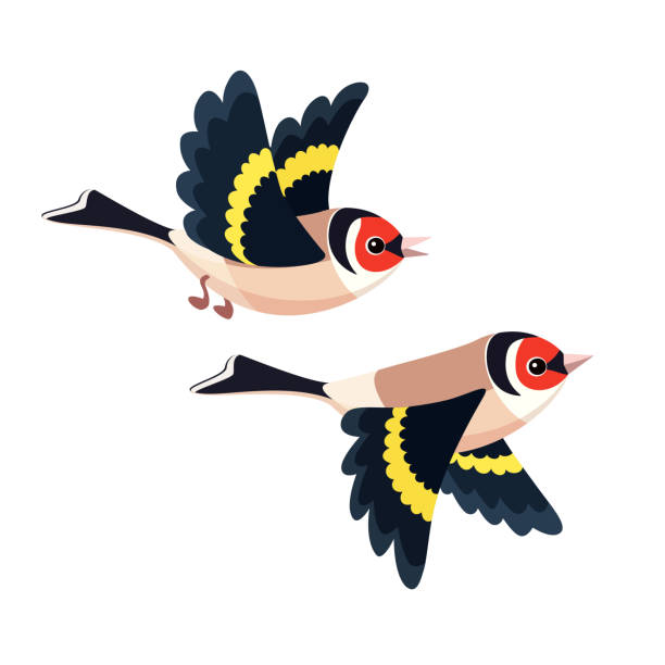 白い背景に分離された飛行ゴシキヒワ ペア - garden warbler点のイラスト素材／クリップアート素材／マンガ素材／アイコン素材