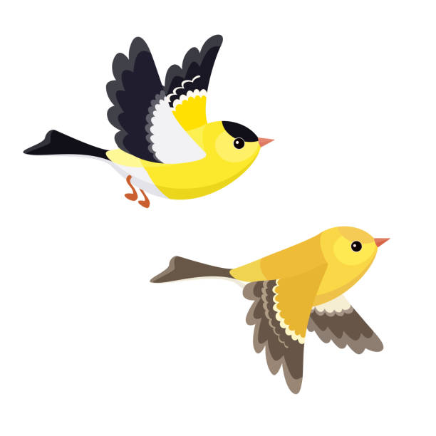 ilustraciones, imágenes clip art, dibujos animados e iconos de stock de pareja de jilguero americano vuelo aislado sobre fondo blanco - aves