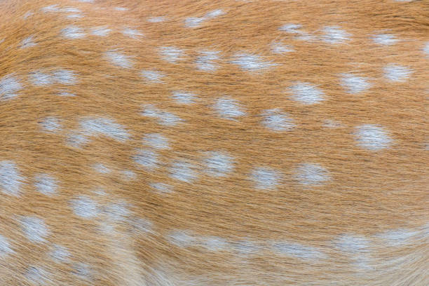 istock deer fur / deer skin 1034275466
