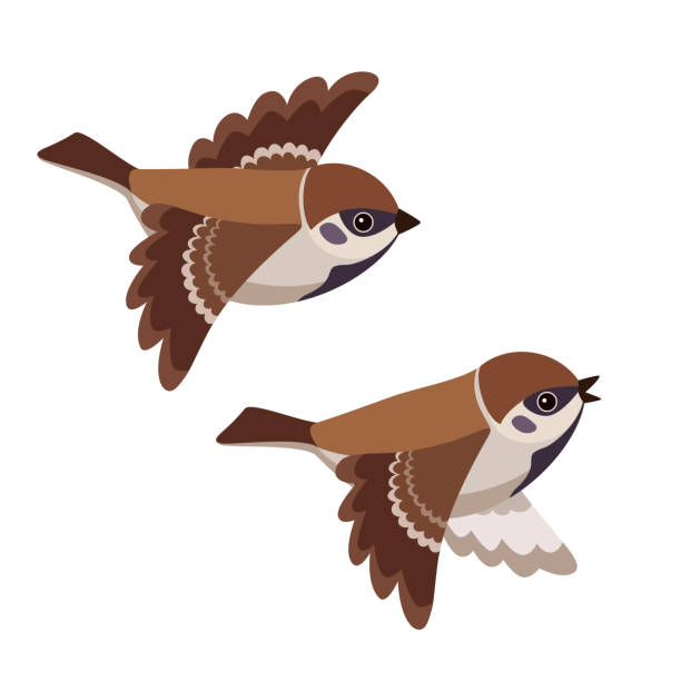 ilustrações, clipart, desenhos animados e ícones de voando de dois pardais de árvore, isolado no fundo branco - passerine