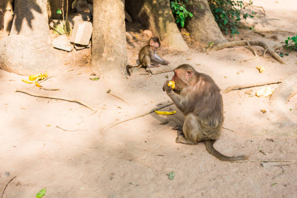 istock monkey sits on the sand and eats banana 1034275588