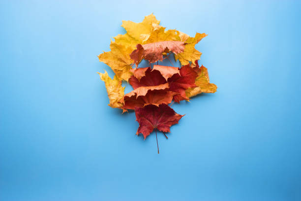 istock autumn leaves on blue background 1034275610
