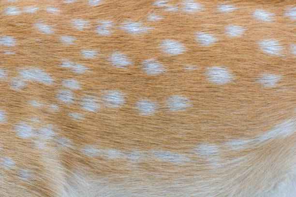 istock deer fur / deer skin 1034275612