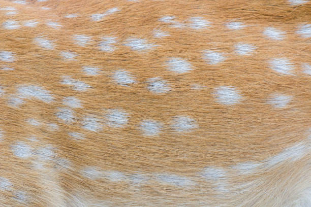 istock deer fur / deer skin 1034275924