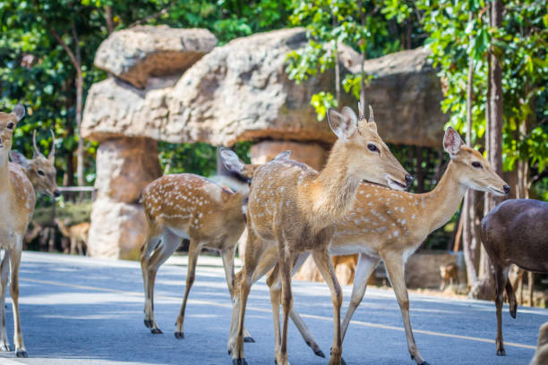 istock Deer crossing the street, 1034275984