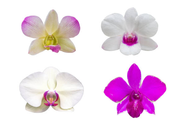 istock Various orchids, isolated on white background with with clipping path. 1034276316