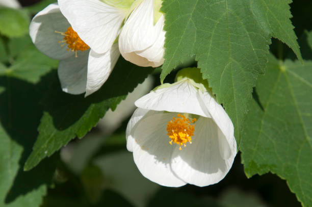 White chinese bell flowers Winter in the garden Sydney, Australia papery stock pictures, royalty-free photos & images