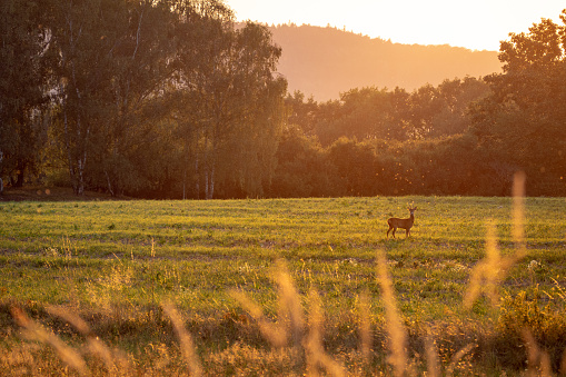 Summer landscape by sunset. Green field with deer.