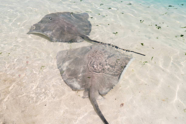 istock Two Stingrays in shallow water on Sand Beach in Indian Ocean, Maldives 1034297580