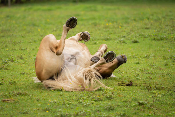 istock A horse rolls on the green meadow 1034297630
