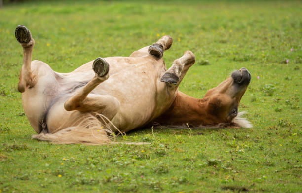 istock A horse rolls on the green meadow 1034297644