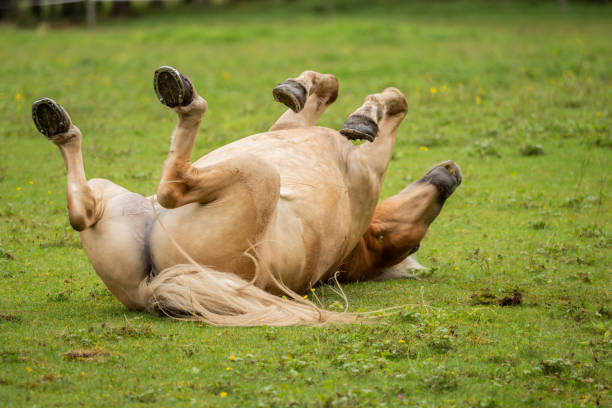 istock A horse rolls on the green meadow 1034297654
