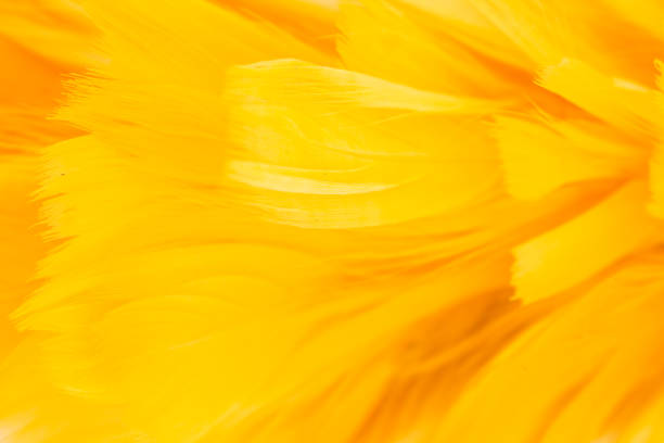 feather yellow texture pattern abstract soft background - feather softness bird macro imagens e fotografias de stock