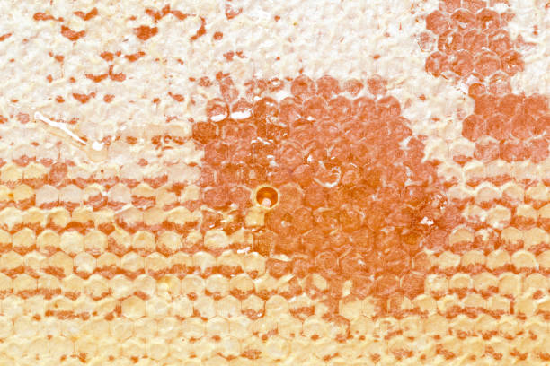 istock Honeycombs with honey. Natural background. 1034298752