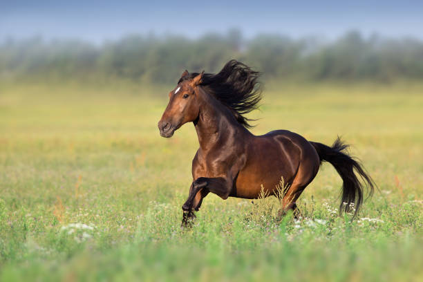 istock Beautiful horse free run 1034301946