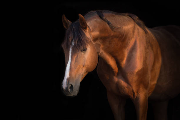 istock Horse portrait isolated 1034302038