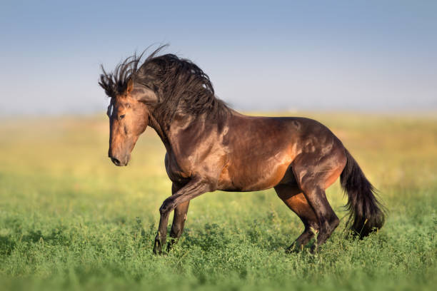 istock Beautiful horse free run 1034302148