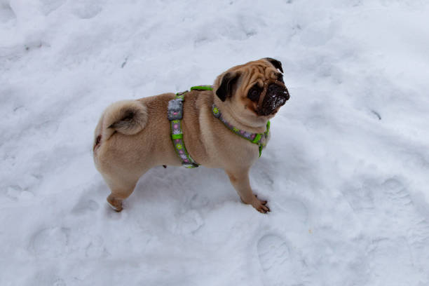 istock Pug stands on white snow. 1034302644