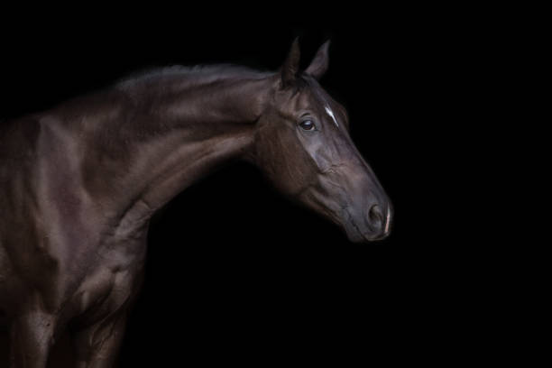 istock Horse portrait isolated 1034302734
