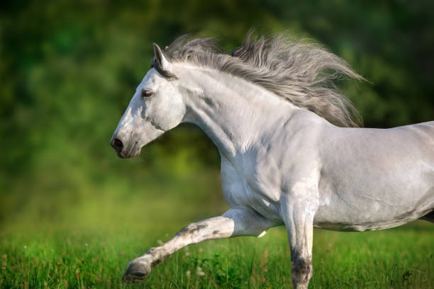 istock Andalusian horse portrait 1034302946