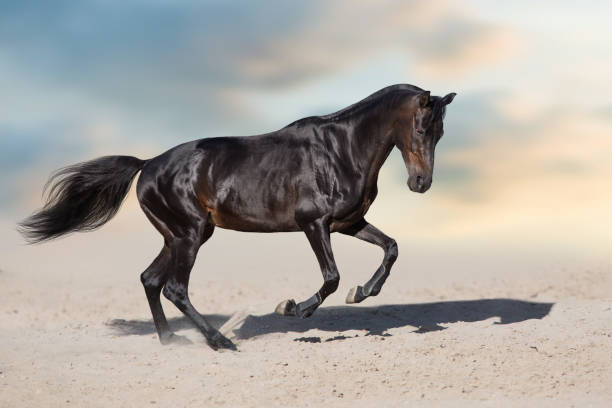 istock Horse run in desert 1034302976