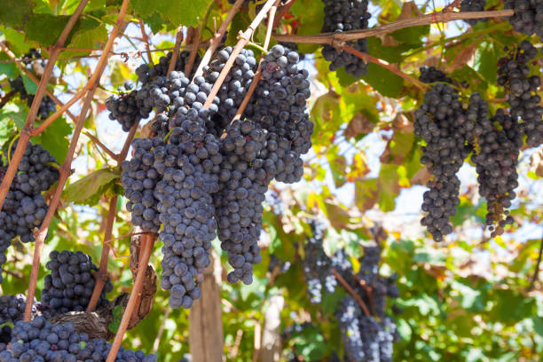 istock Ripe grapes on a vine with green leaves 1034303114