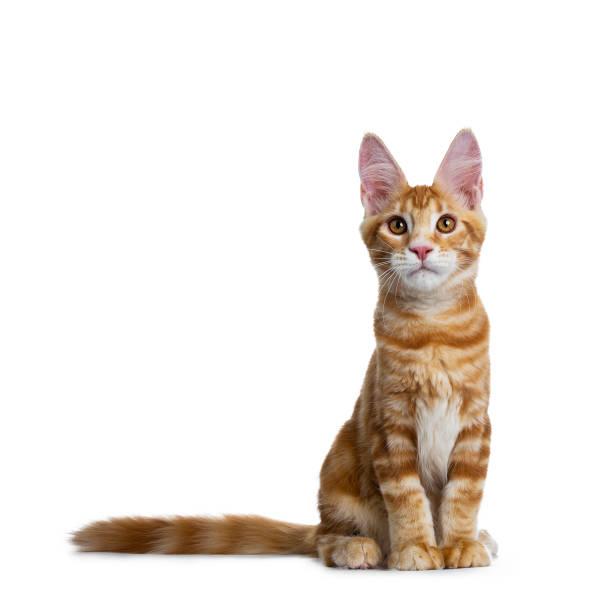 istock Handsome red Maine Coon cat kitten boy sitting slightly side ways, looking at camera isolated on white background 1034303118