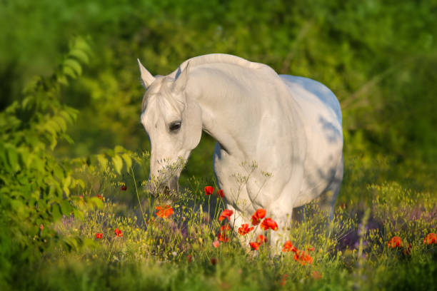 istock Arabian horse in flowers 1034303214