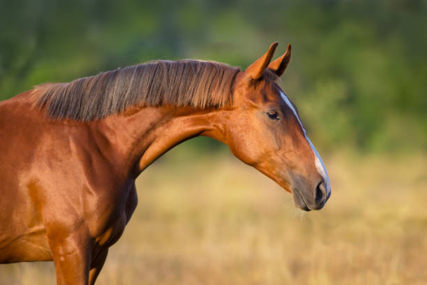 istock Colt portrait close up 1034303260
