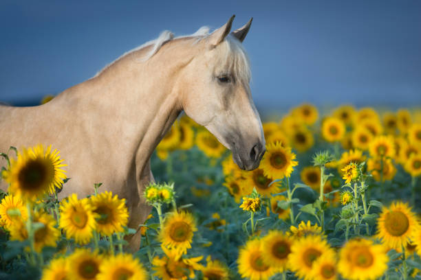 pferd-porträt in sonnenblumen - cowboy blue meadow horizontal stock-fotos und bilder